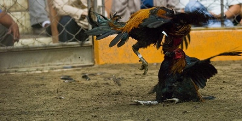 Theo dõi đá gà với chất lượng tốt nhất