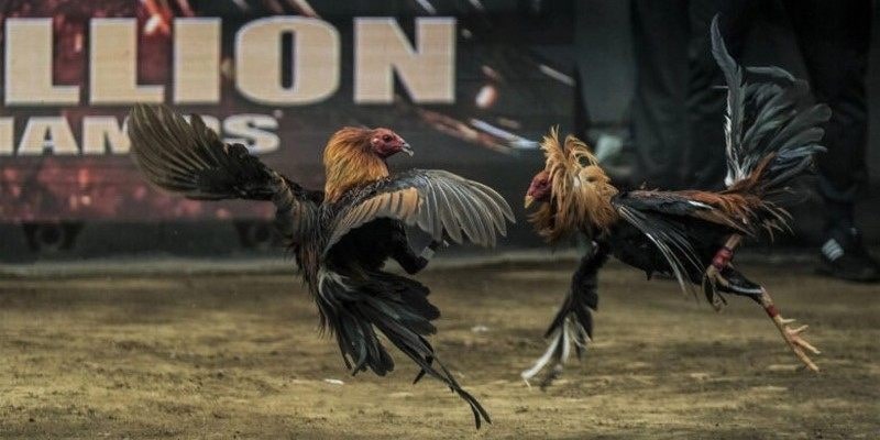 Trực Tiếp Đá Gà Ww88 - Đỉnh Cao Chọi Gà, Hấp Dẫn Từng Giây 5+ lý do vì sao nên tham gia trực tiếp đá gà ww88 hôm nay