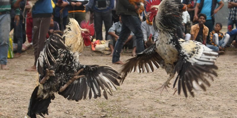 Tham Gia Trực Tiếp Đá Gà C1 Hôm Nay Như Một Dân Chuyên Phân tích thể lực