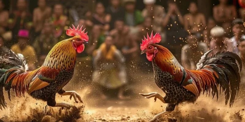 Tham Gia Trực Tiếp Đá Gà C3 Có Những Ưu Điểm Gì Vượt Trội? Đa dạng kèo đấu cực hay