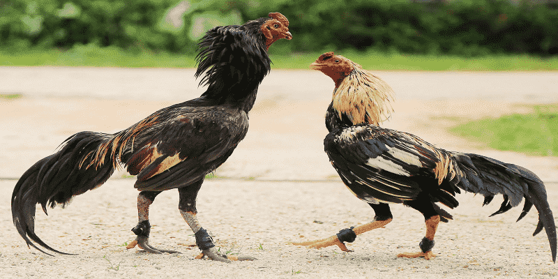 Kinh Nghiệm Chơi Đá Gà Campuchia Luôn Thắng 2025 Tham khảo lời khuyên đến từ cao thủ