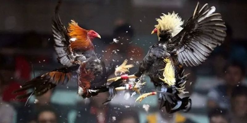 Đá Gà Philippines Sàn Đấu Đẳng Cấp Của Chiến Kê Top Đầu Các yếu tố tạo nên sức hút của đá gà Philippines