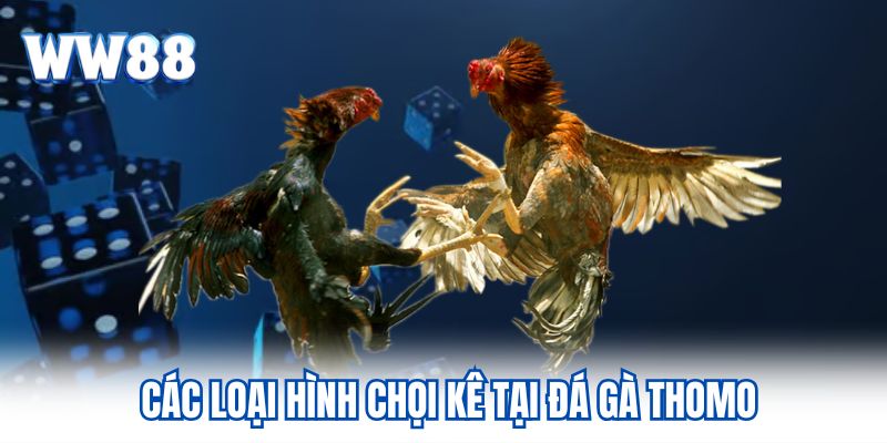 Trực Tiếp Đá Gà Thomo Hình Thức Giải Trí Đặc Sắc Tại WW88 Các loại hình chọi kê tại đá gà Thomo